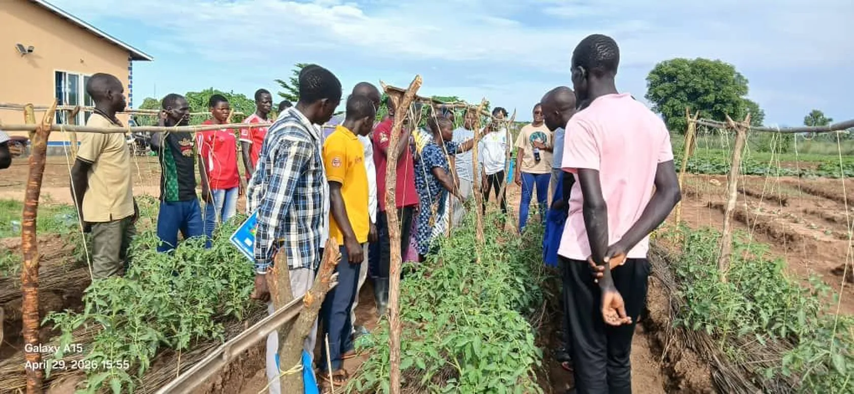 A group of people gather around a tomato plant trellis in a garden, discussing. A building and trees are visible in the background.