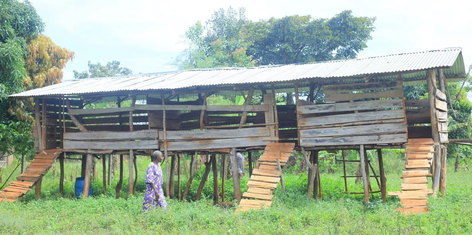 A wooden chicken coop on stilts with sloped ramps, set in a grassy area with trees in the background and a person walking nearby.