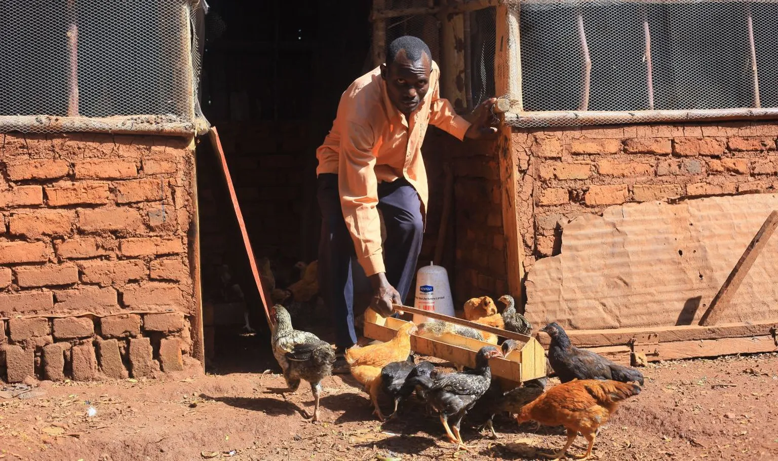 Man in an orange shirt feeding a flock of chickens with a wooden tray outside a brick chicken coop on a sunny day.