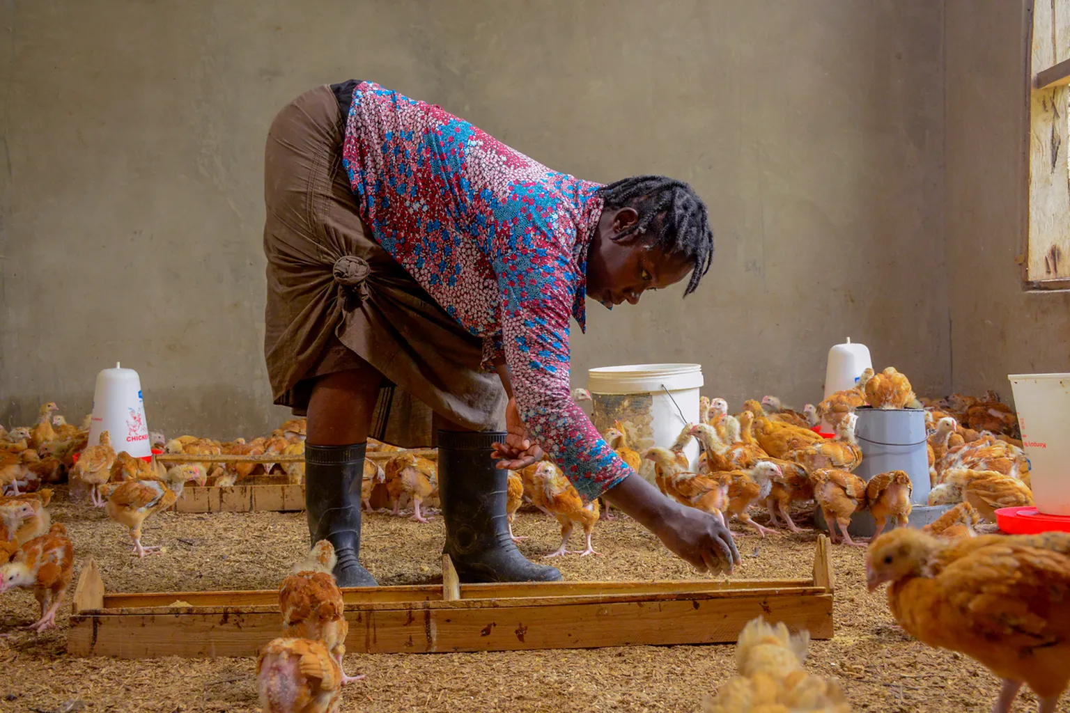 Person in colorful shirt feeds chickens inside a coop, surrounded by poultry supplies and bins.