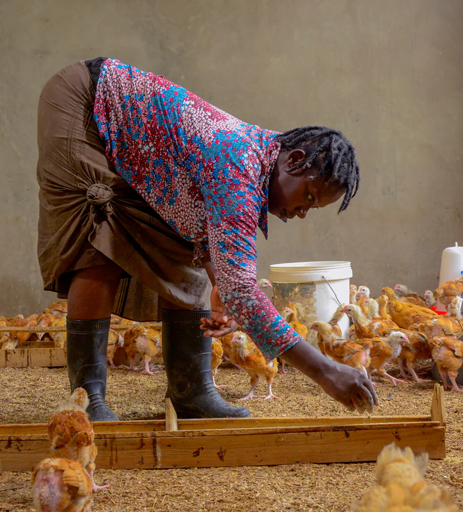 Person in colorful shirt feeds chickens inside a coop, surrounded by poultry supplies and bins.
