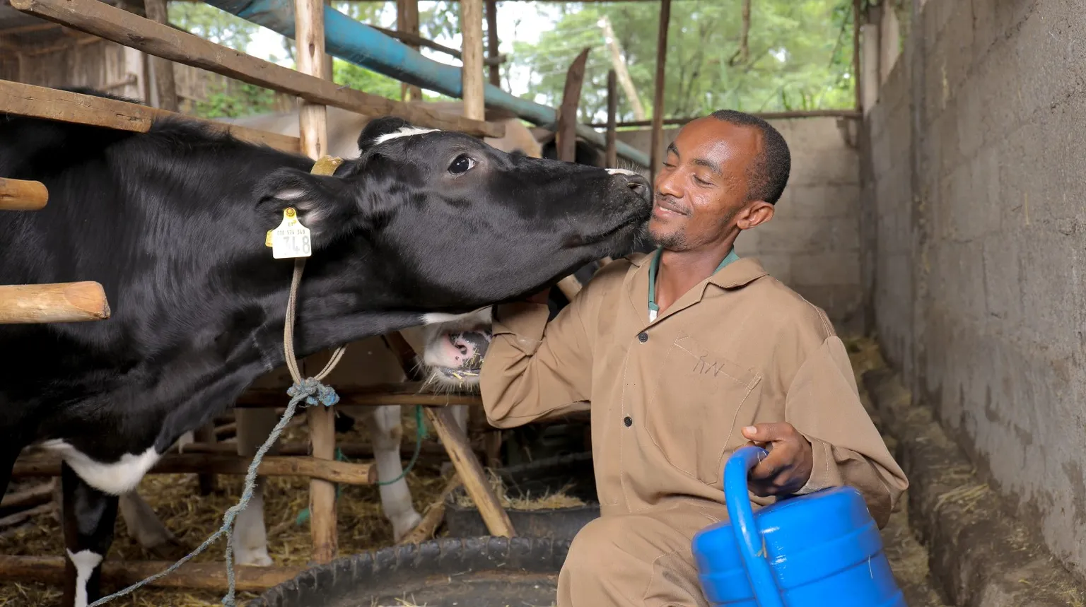 dairy farmer in Ethiopia