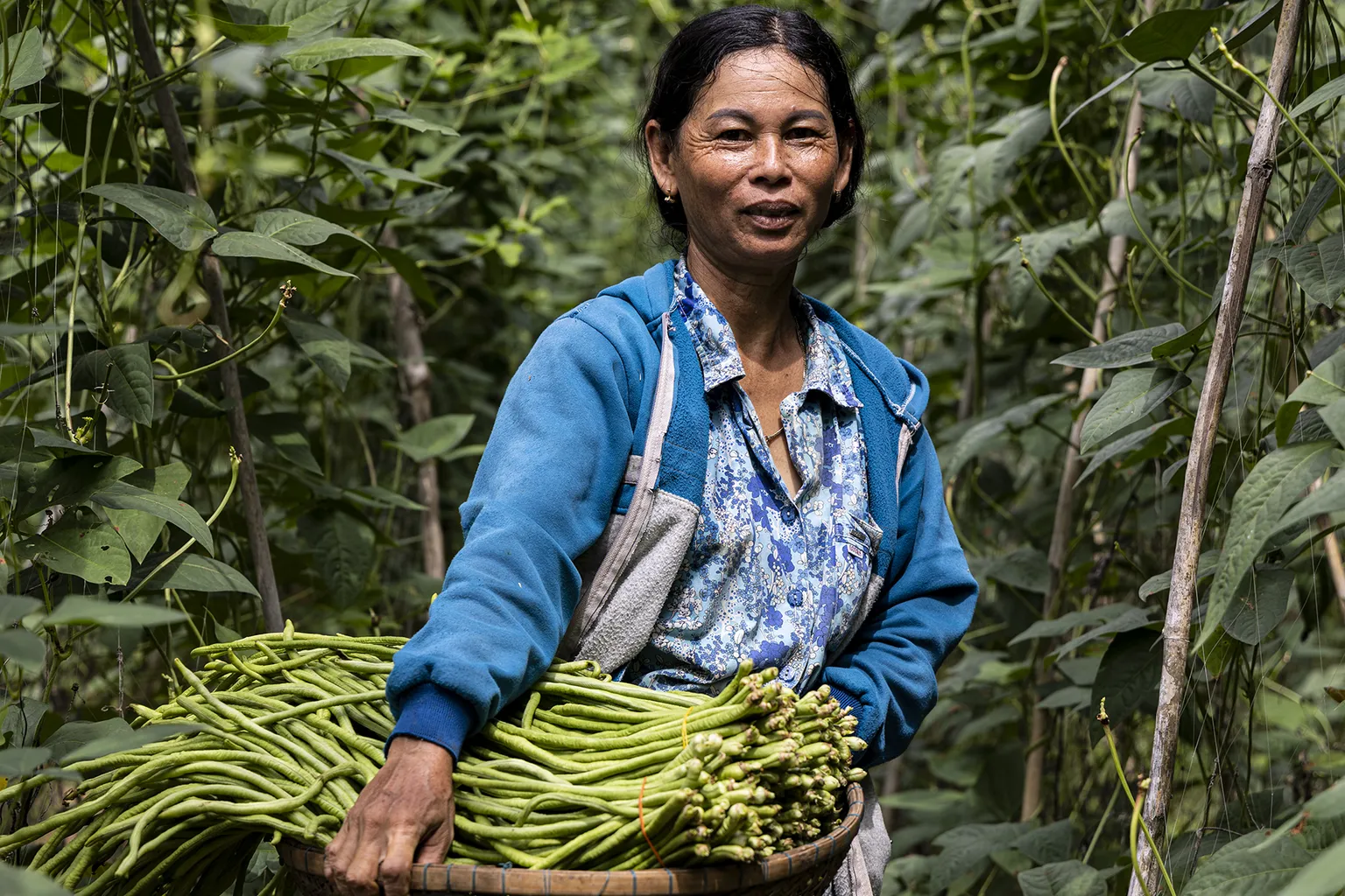 End-user of HUSK, supported by IAP holds a basket of long green beans amid a dense trellis of climbing bean plants in Cambodia.