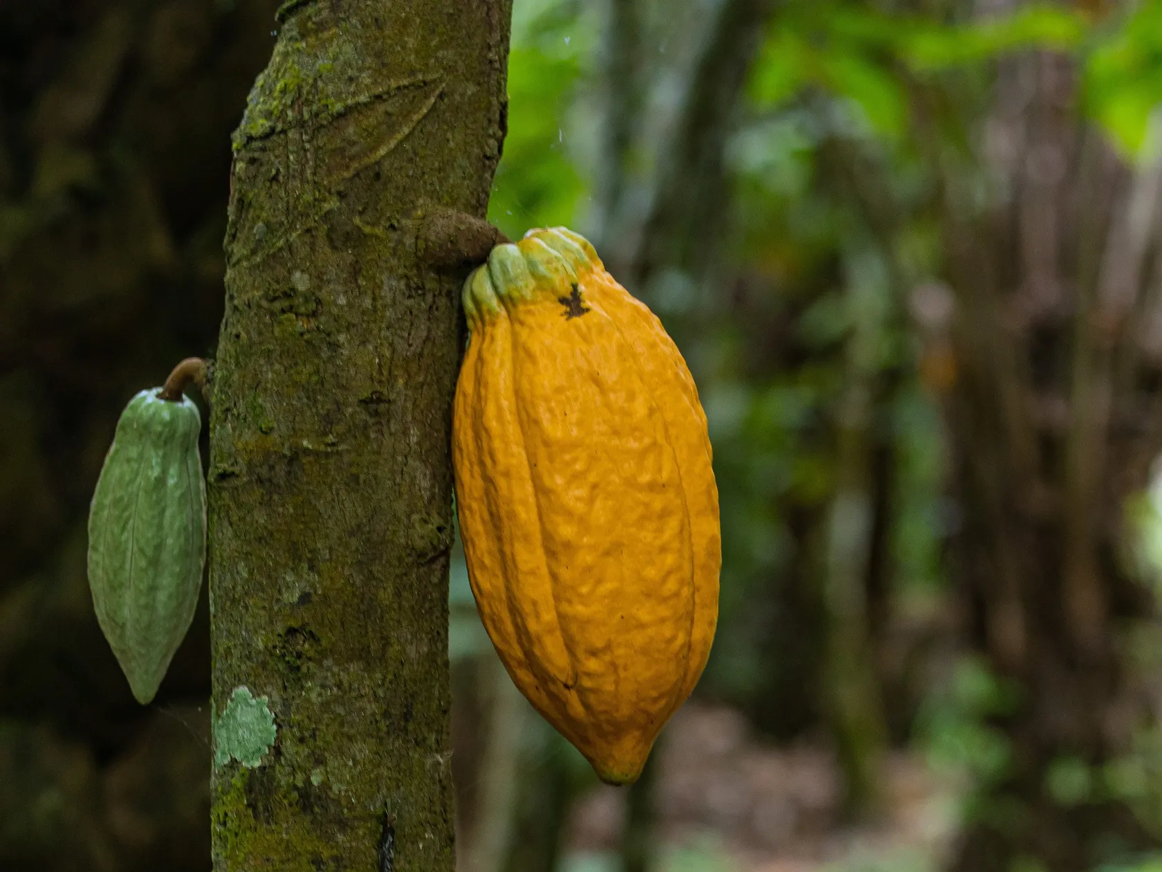 Plantation Industries a DFCD supported cocoa business in Nigeria