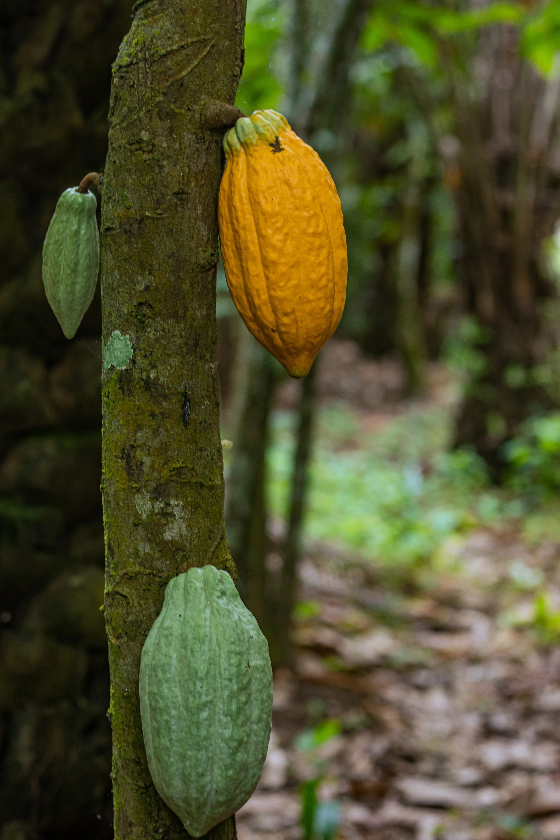 Plantation Industries a DFCD supported cocoa business in Nigeria