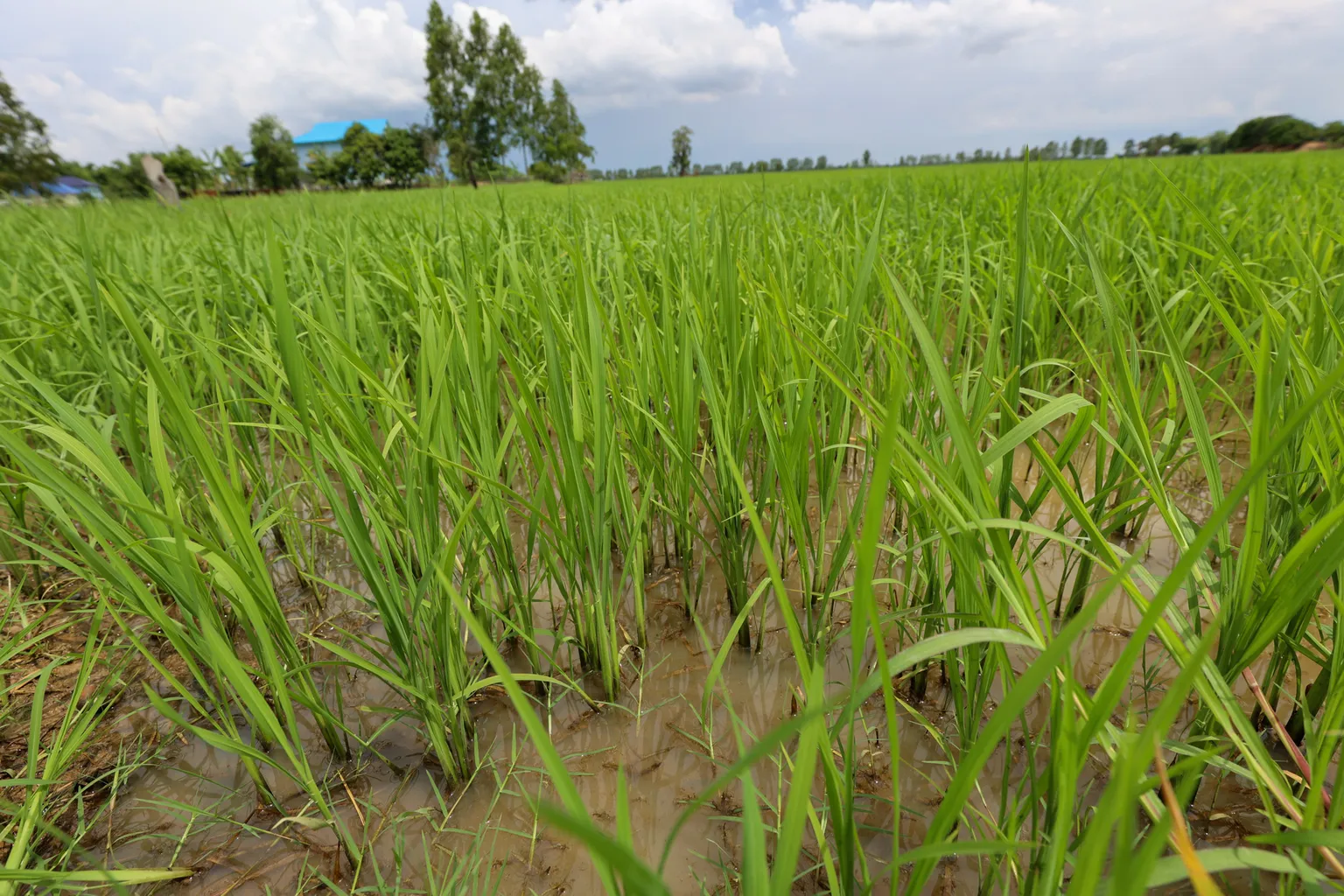 rice field cambodia