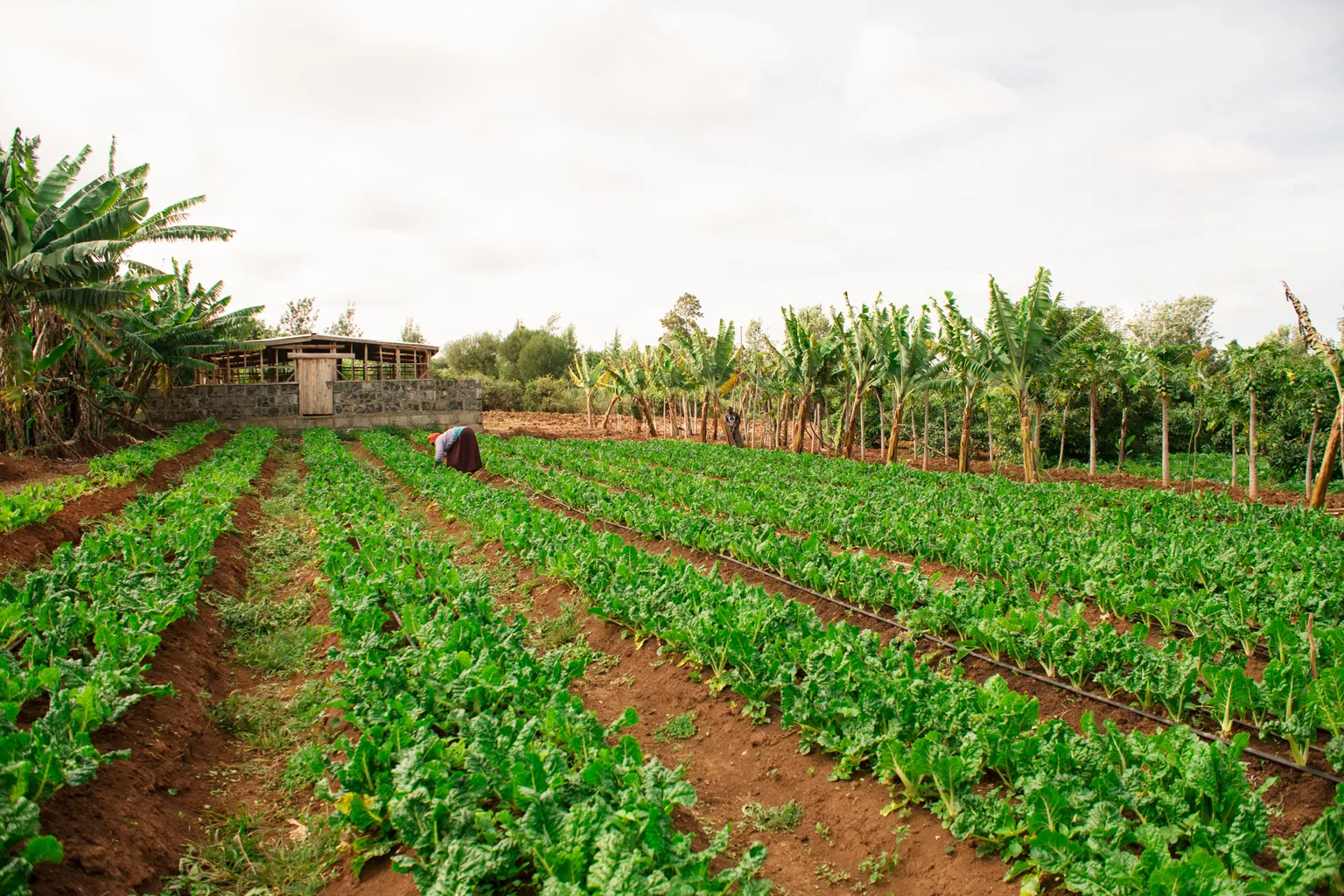 Soils and stability