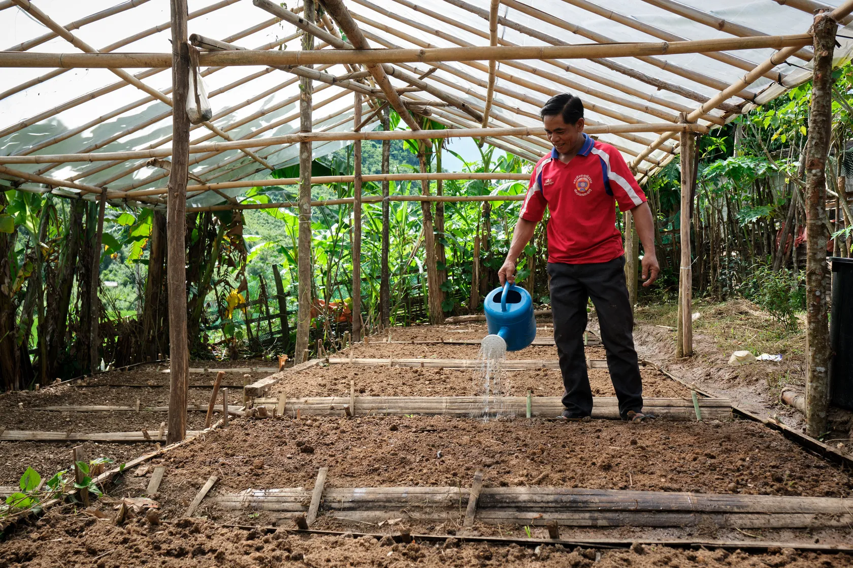 A man in a red shirt waters soil in a greenhouse made of wooden beams and clear plastic, surrounded by lush greenery.