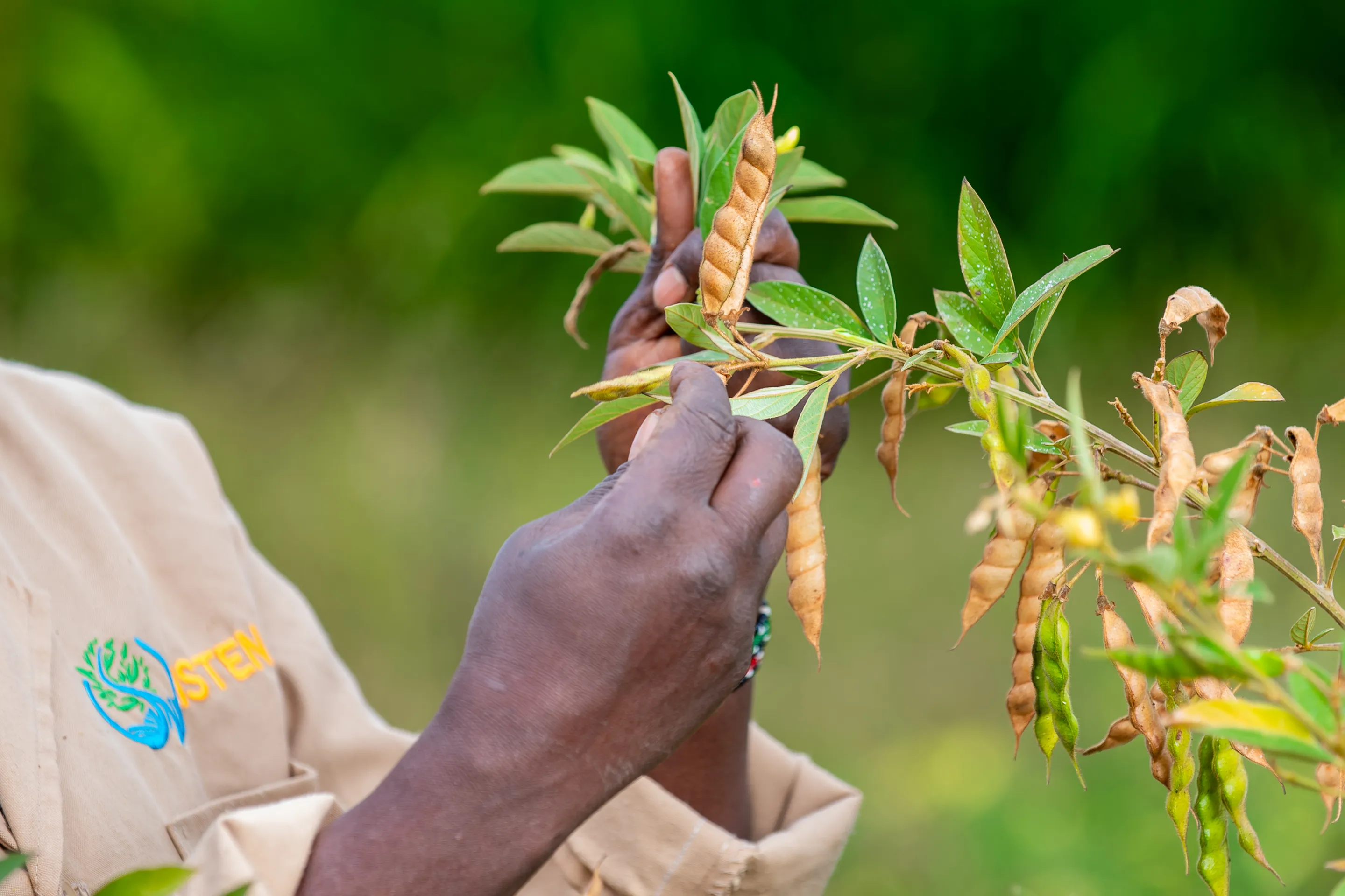 A farmer taking care of her plants