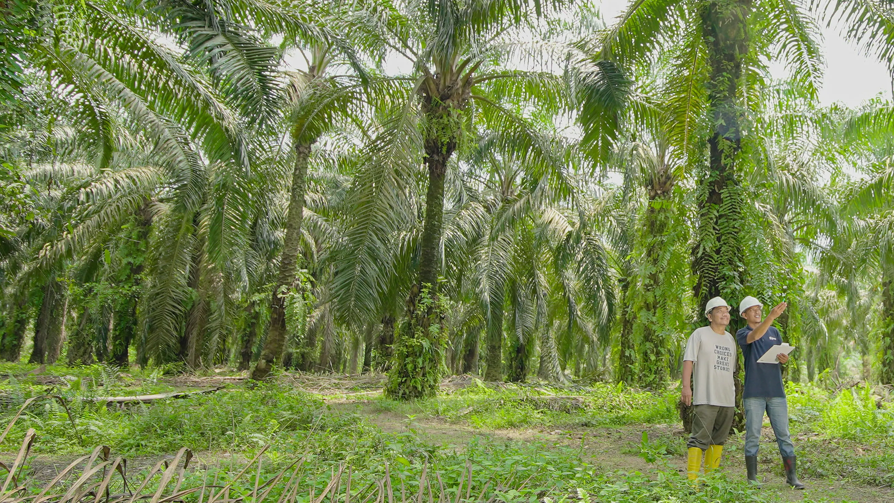 Indonesia palm