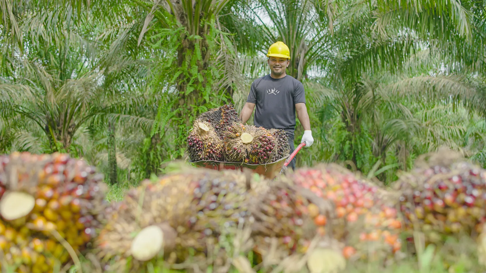 A worker in a yellow helmet stands in a palm oil plantation, surrounded by harvested palm fruit bunches.