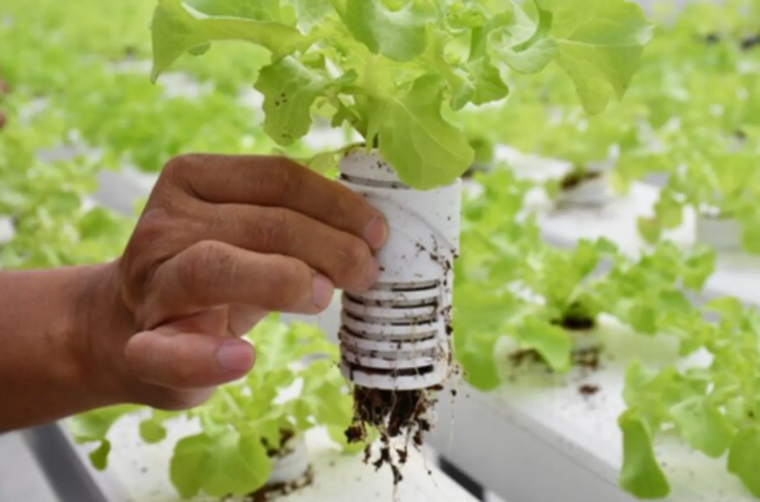 Orlarock - DFCD supported business Orlar