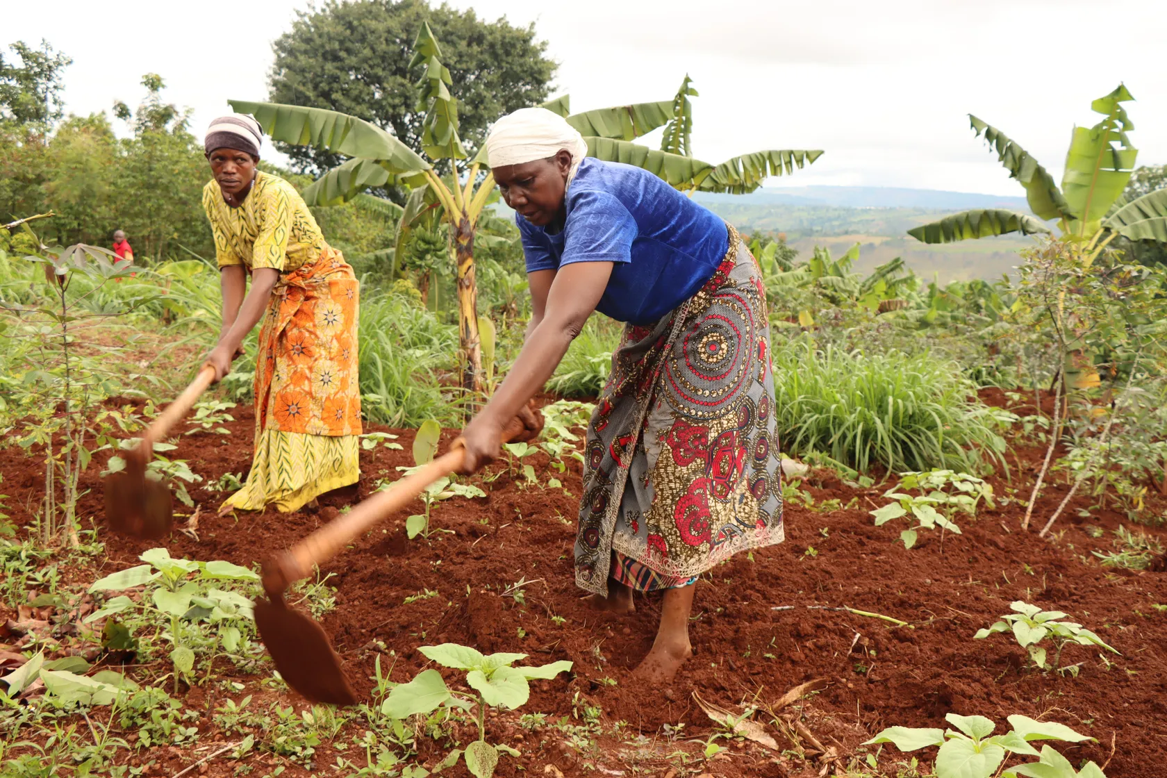 Two women are hoeing a field, surrounded by lush greenery and banana trees. The sky is cloudy.