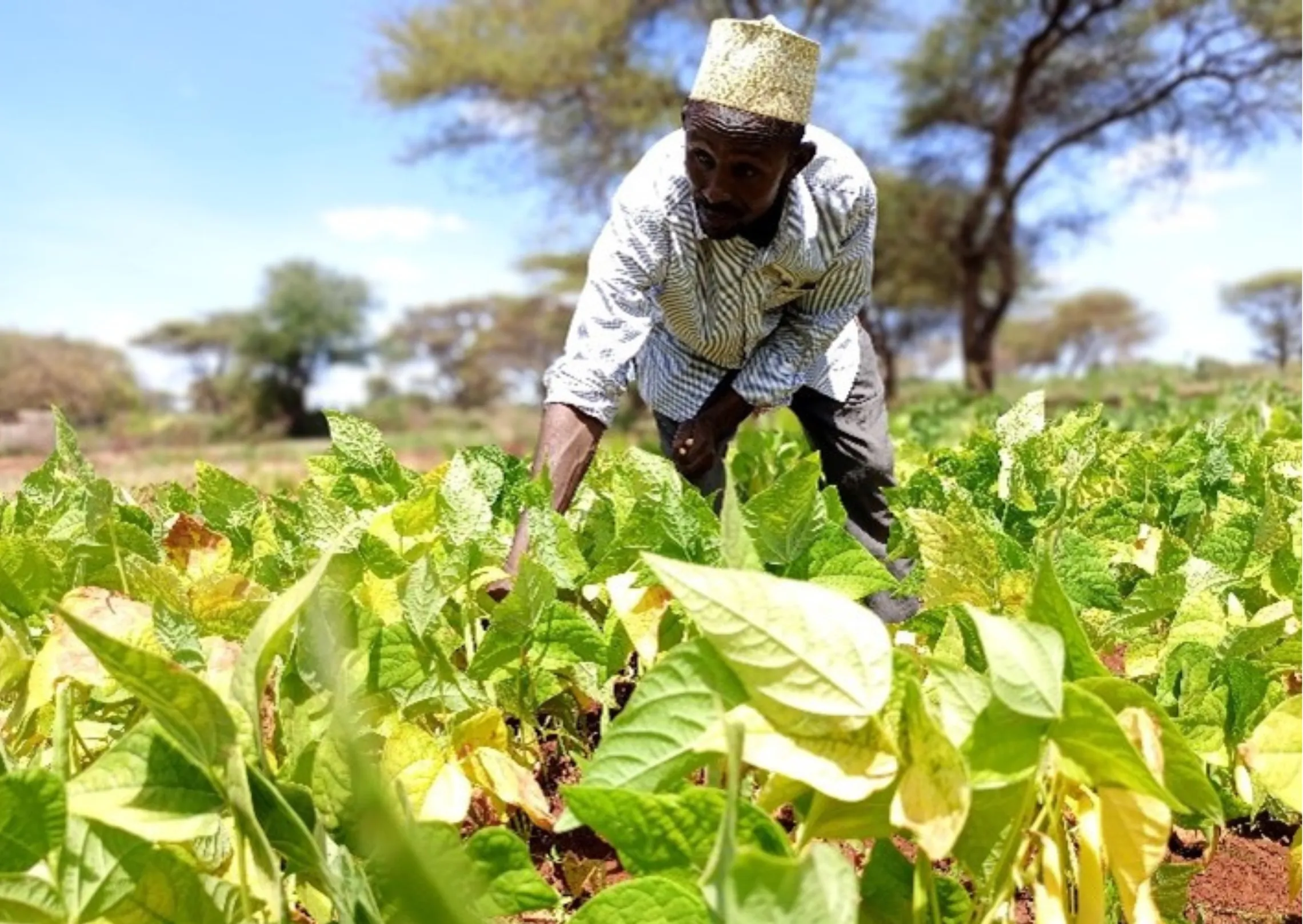 A man harvesting beans