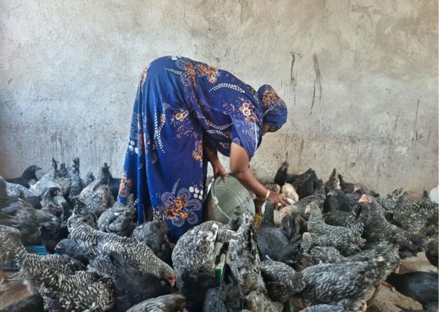 A woman feeds chickens
