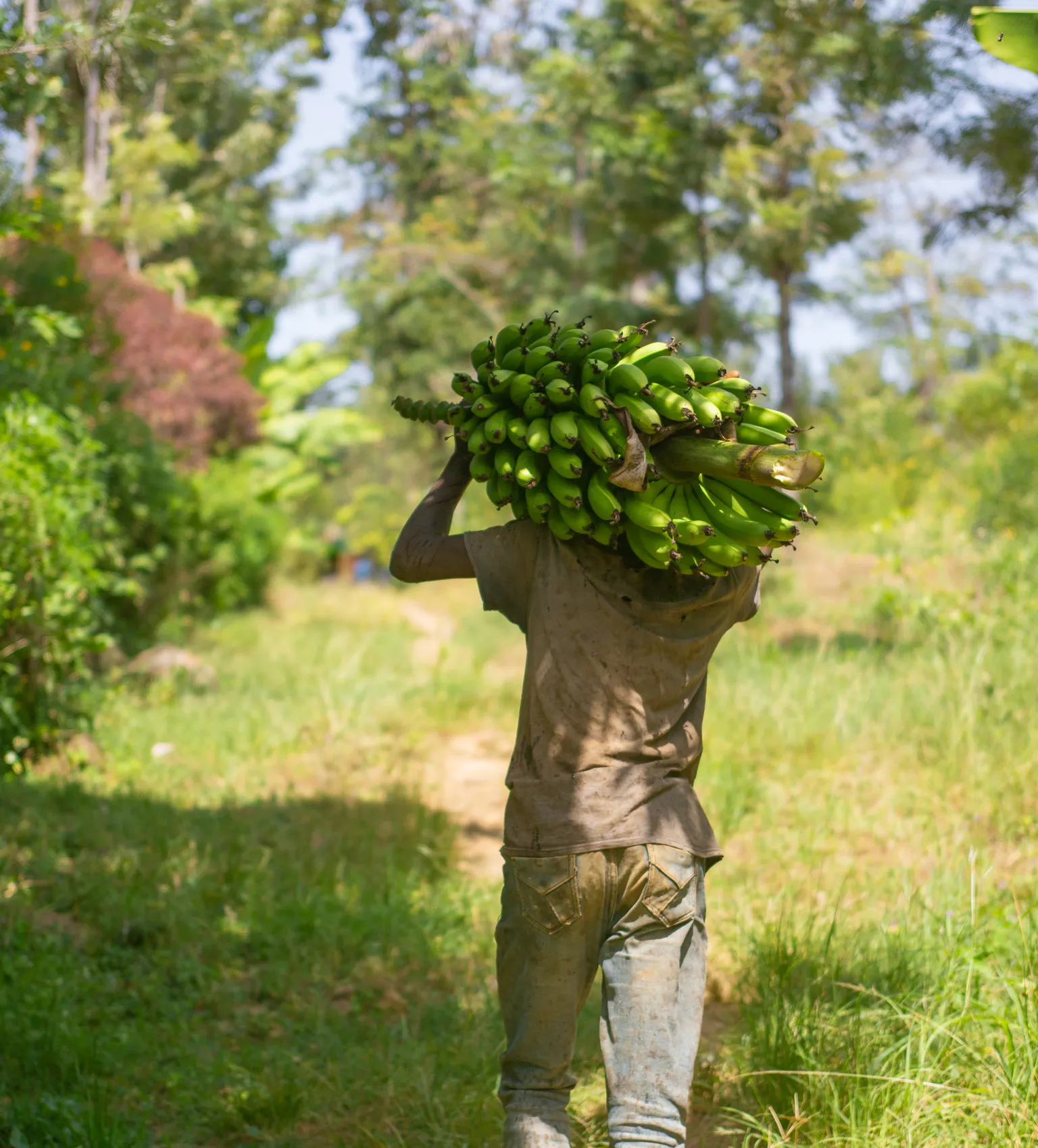 Man walking with bananas Kenya