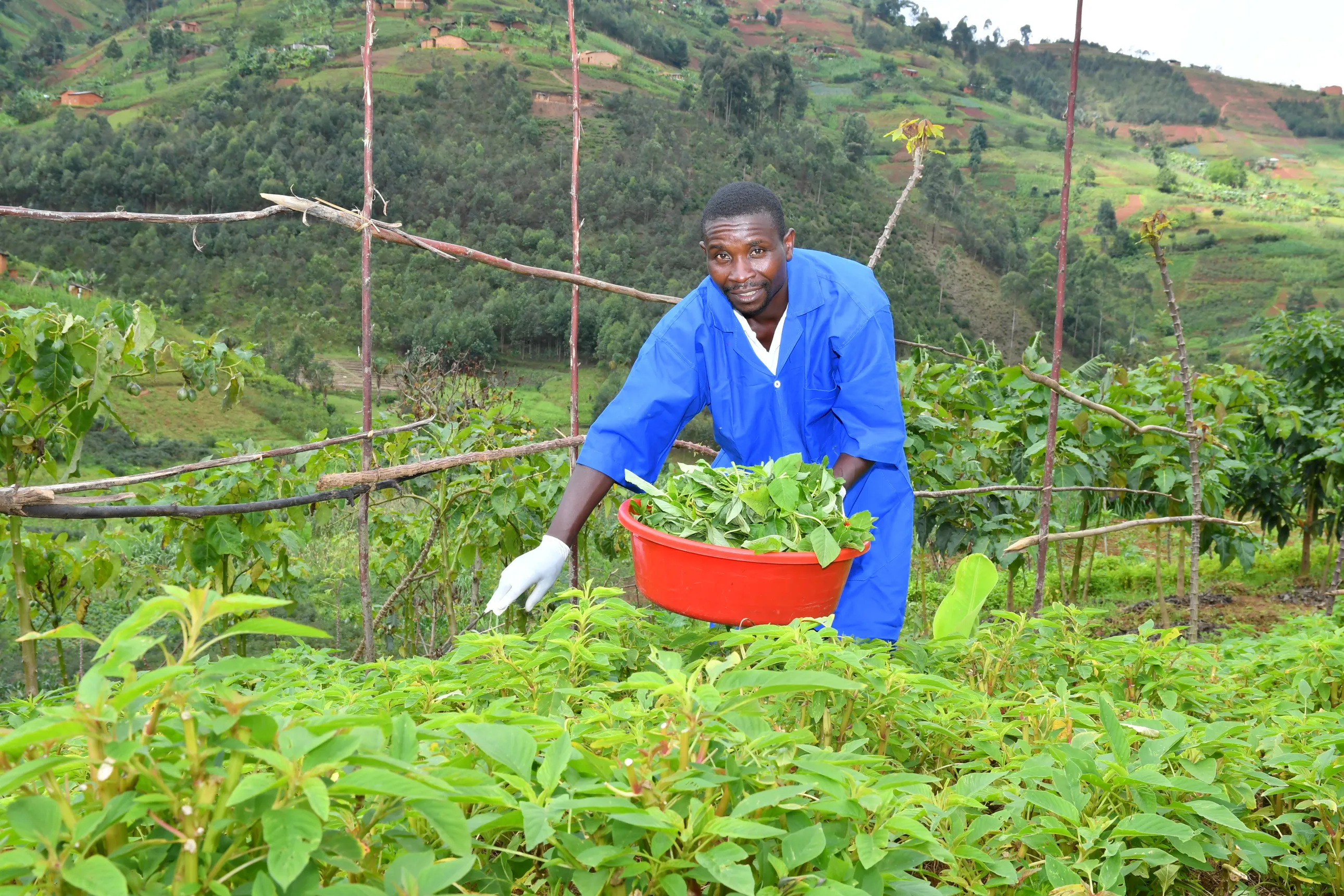 A man who benefitted from the PADANE project is harvesting his crop.