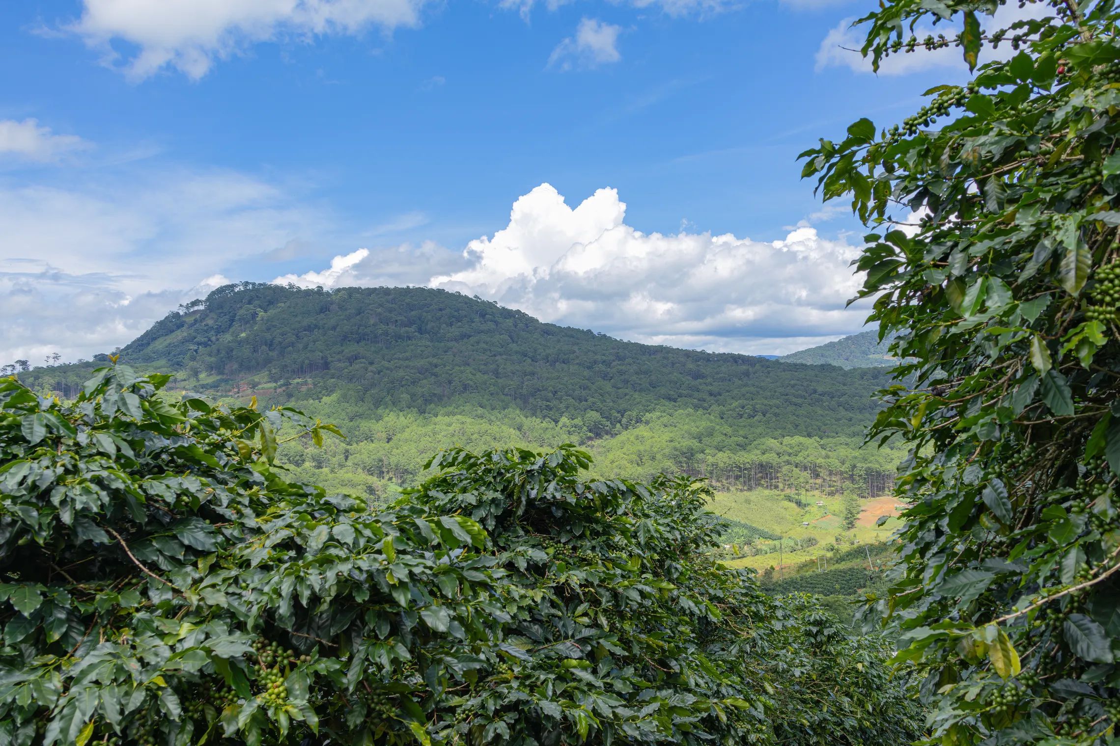 Coffee farm in Vietnam