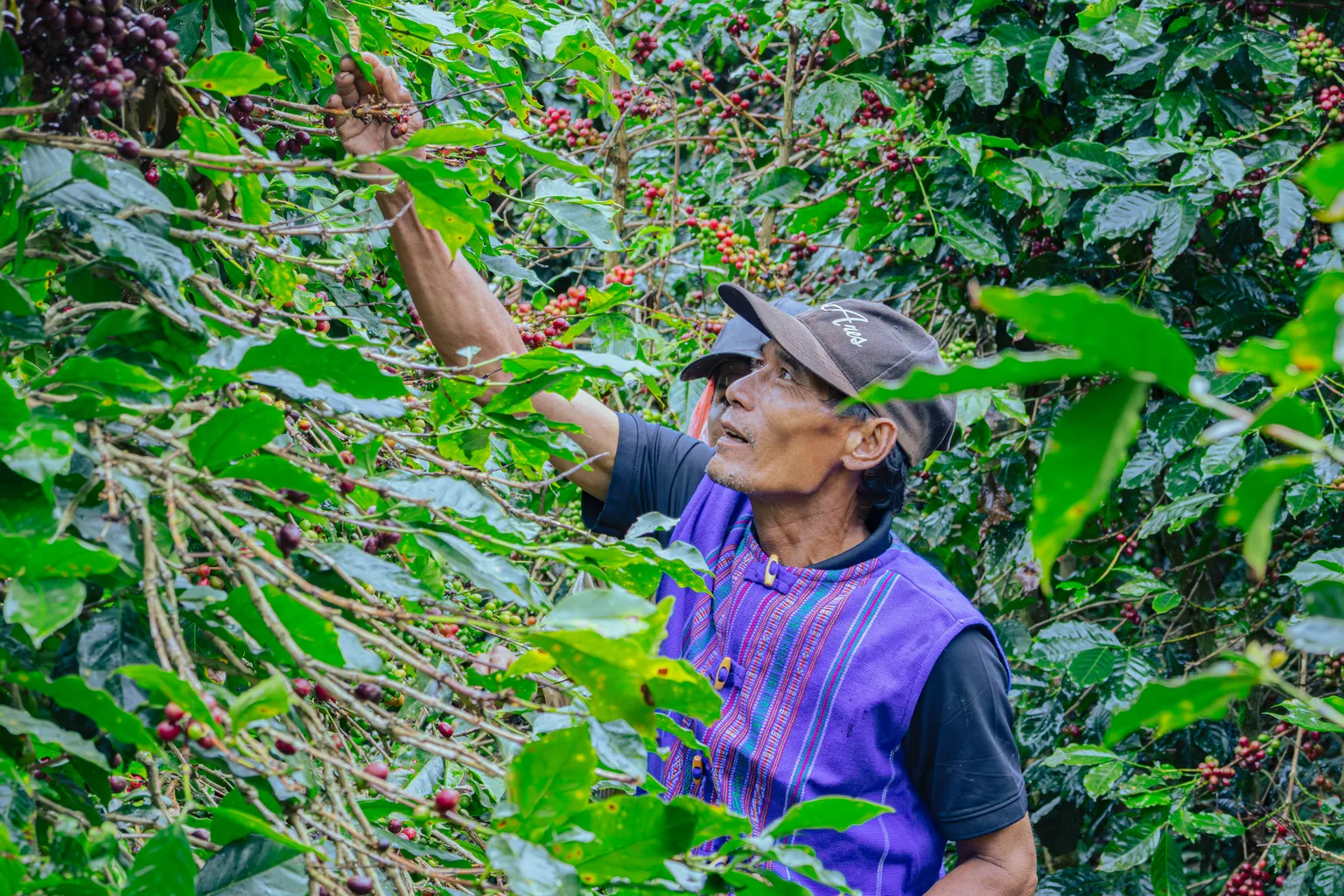 farmer in his coffee farm