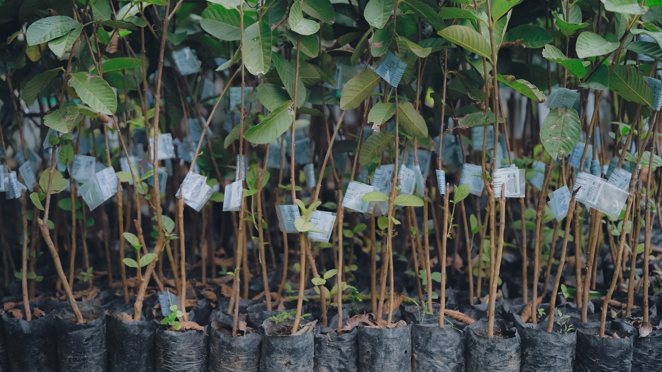 Rehabilitating watersheds through agroforestry