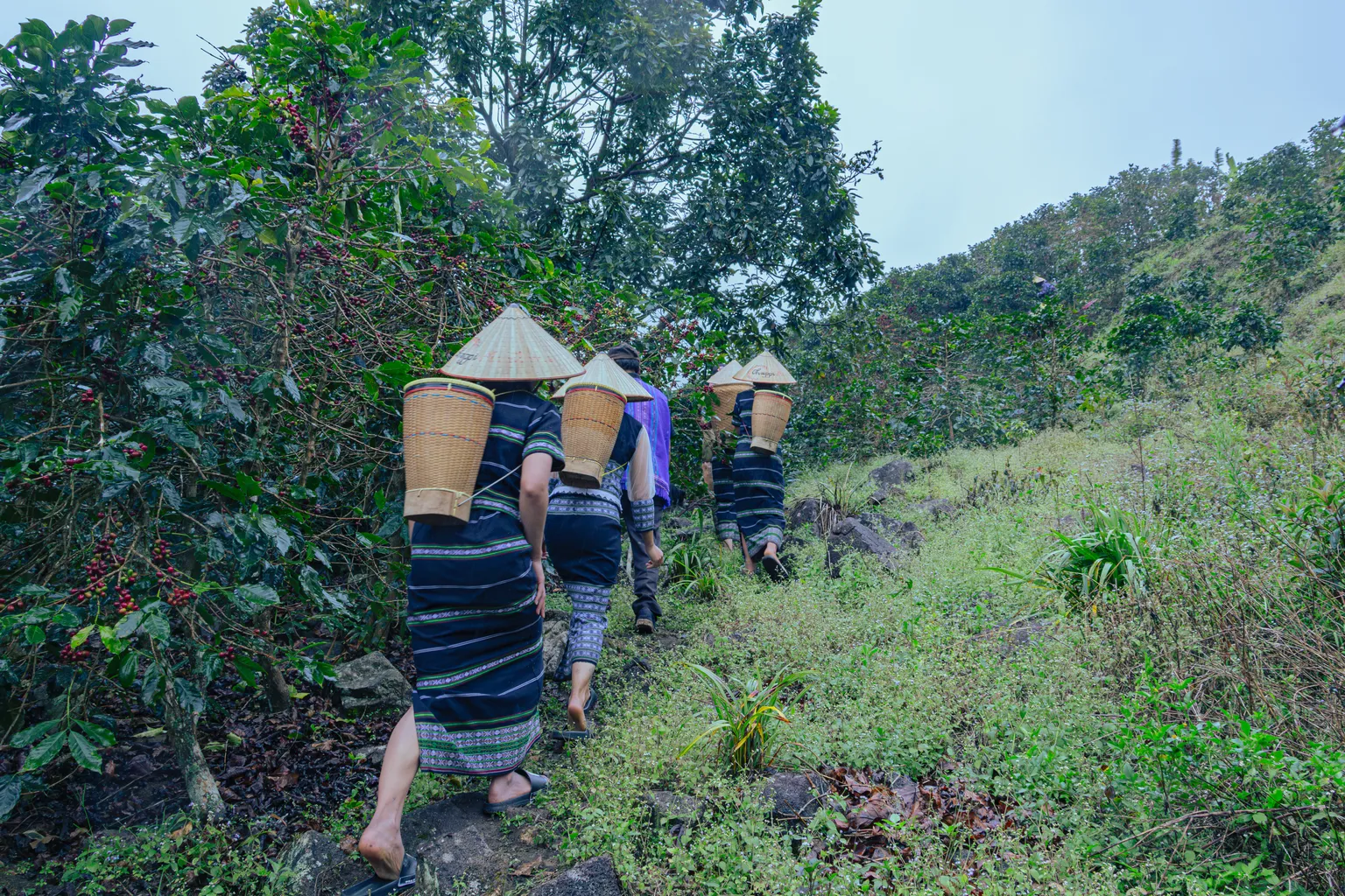 A young K’Ho women working on a coffee farm