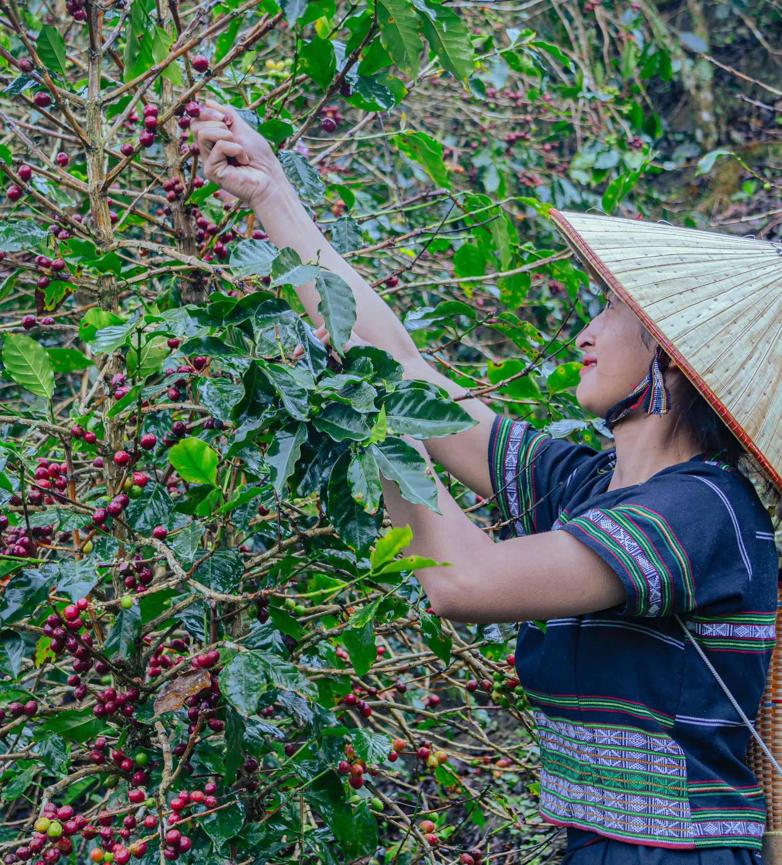 Lady coffee farmer