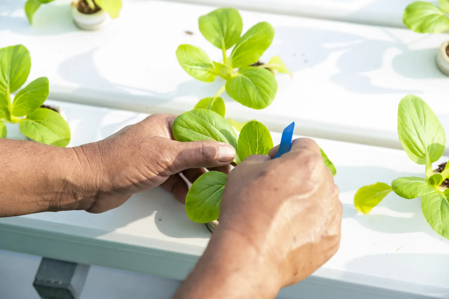 Orlar DFCD supported business in Vietnam