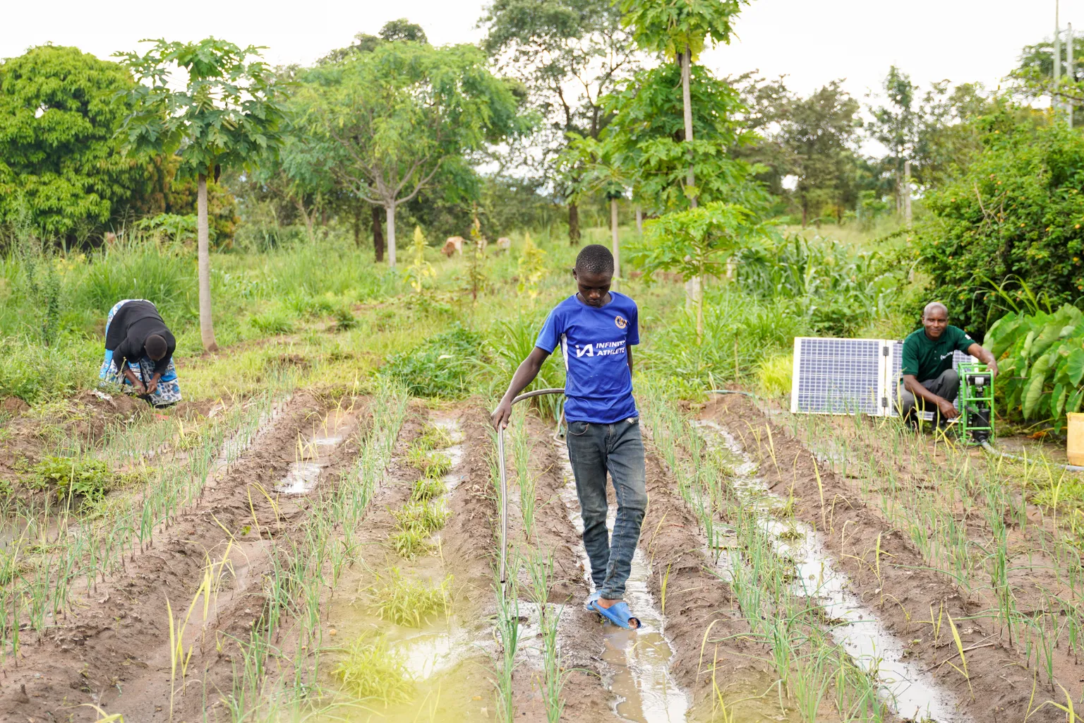 People working in a field with crops, using solar power for irrigation, showcasing sustainable agriculture practices.