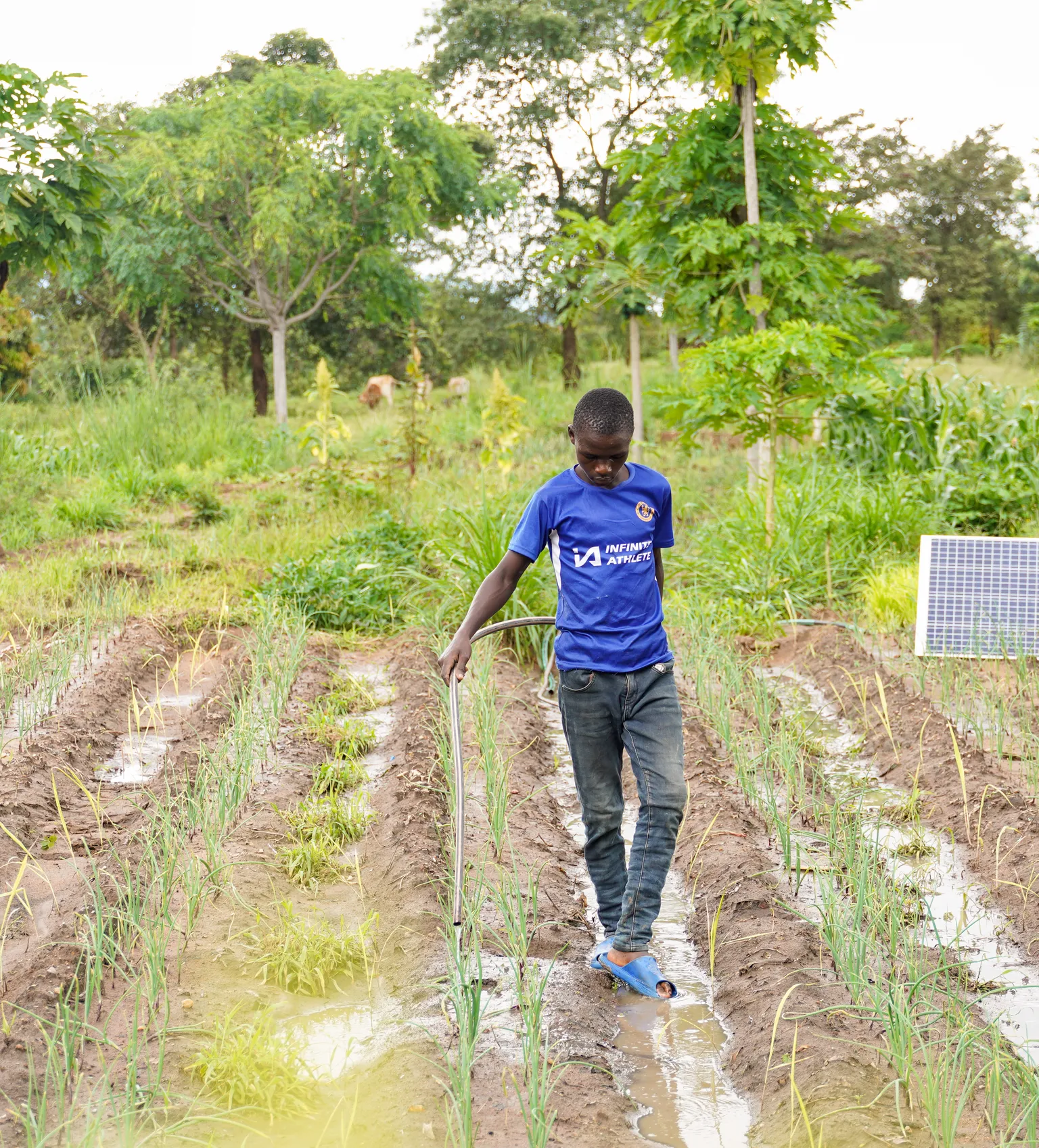 People working in a field with crops, using solar power for irrigation, showcasing sustainable agriculture practices.