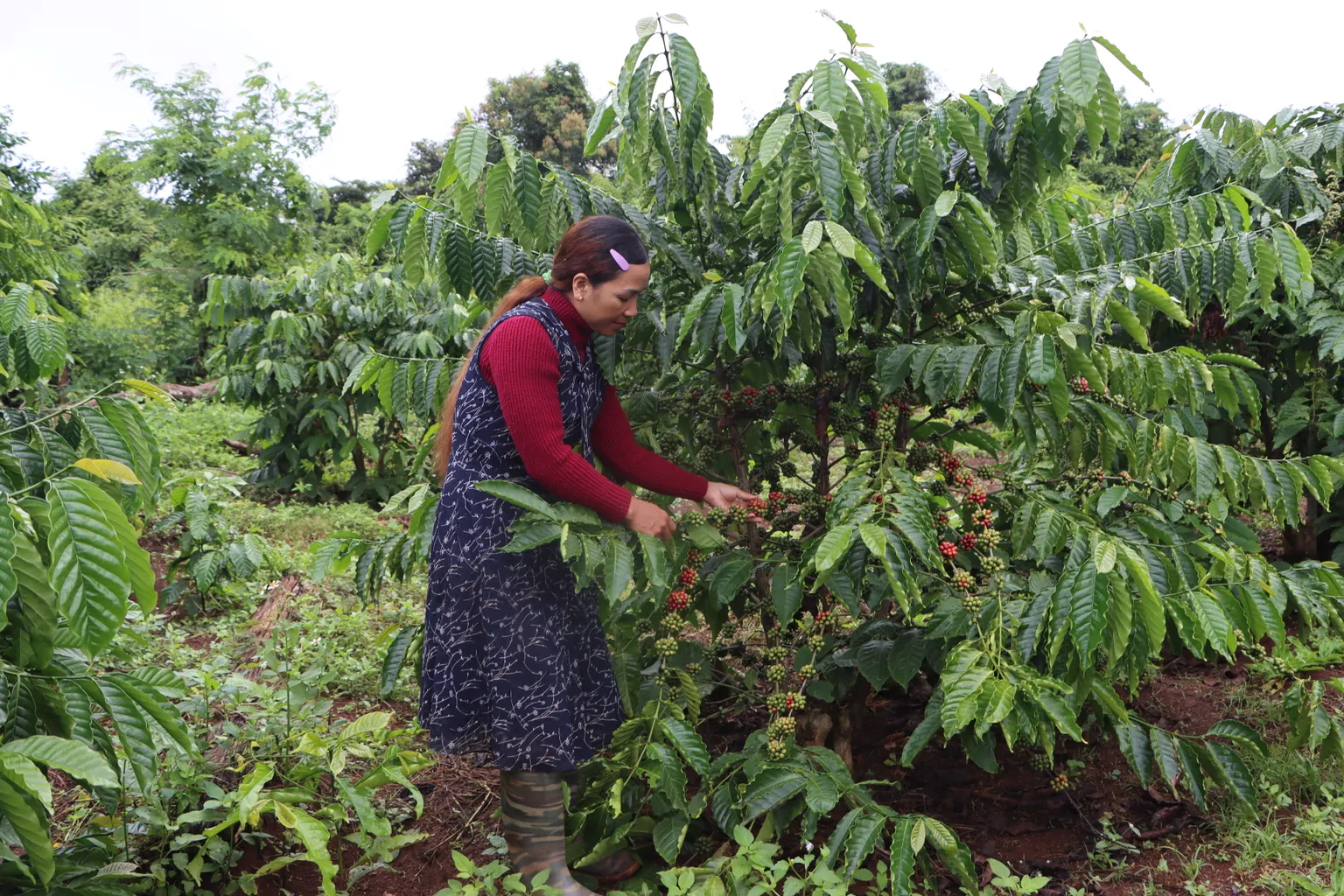 Female coffe farmer harvesting