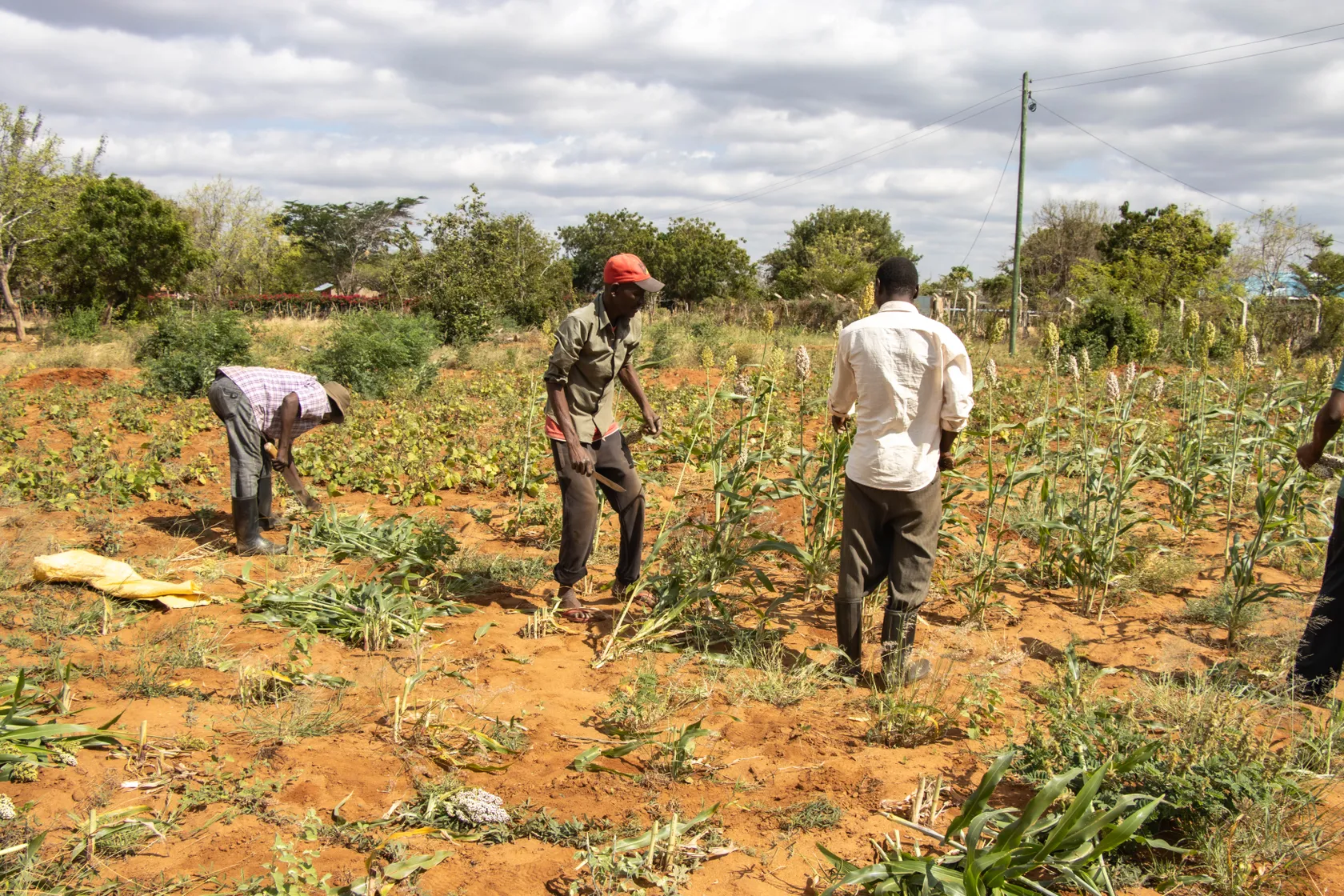 Four men work in a sunny field, harvesting crops with tools, surrounded by green plants and under a partly cloudy sky.