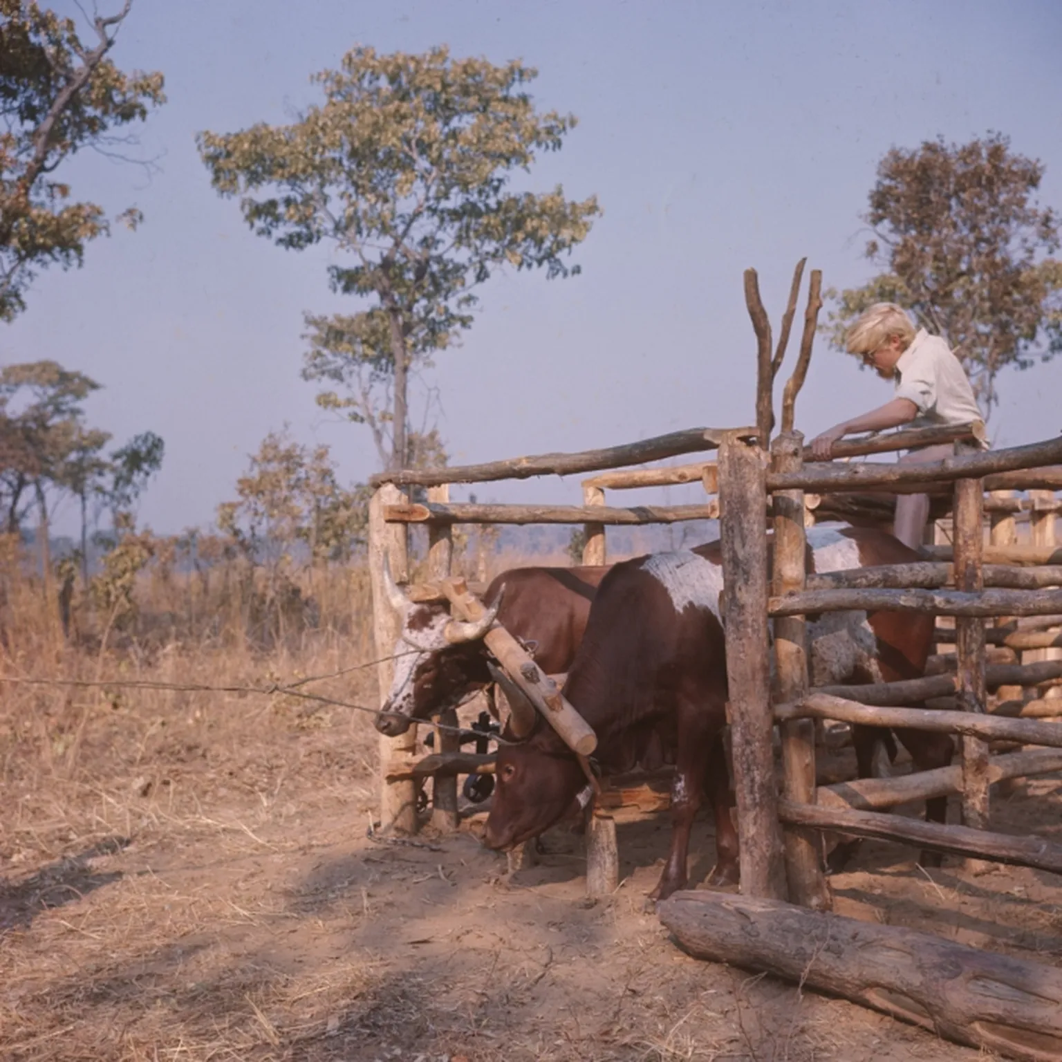 Person standing in a wooden cattle pen with cows, surrounded by dry grass and trees under a clear sky.