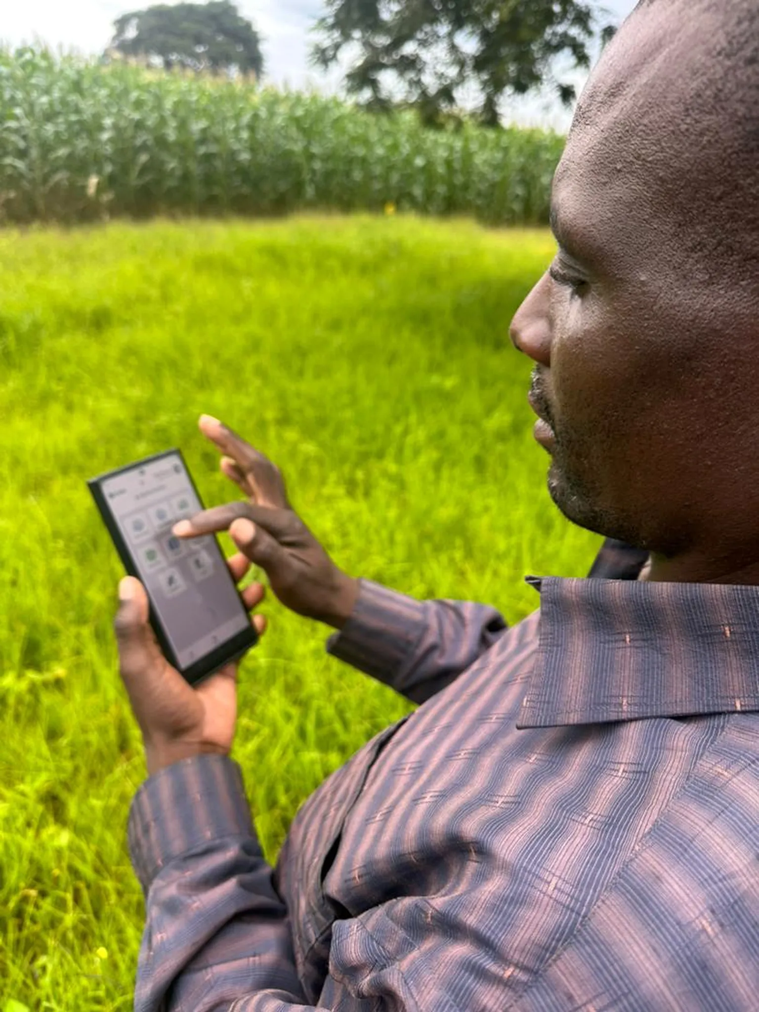 A person using a tablet in a lush green field with corn plants and a tree in the background.