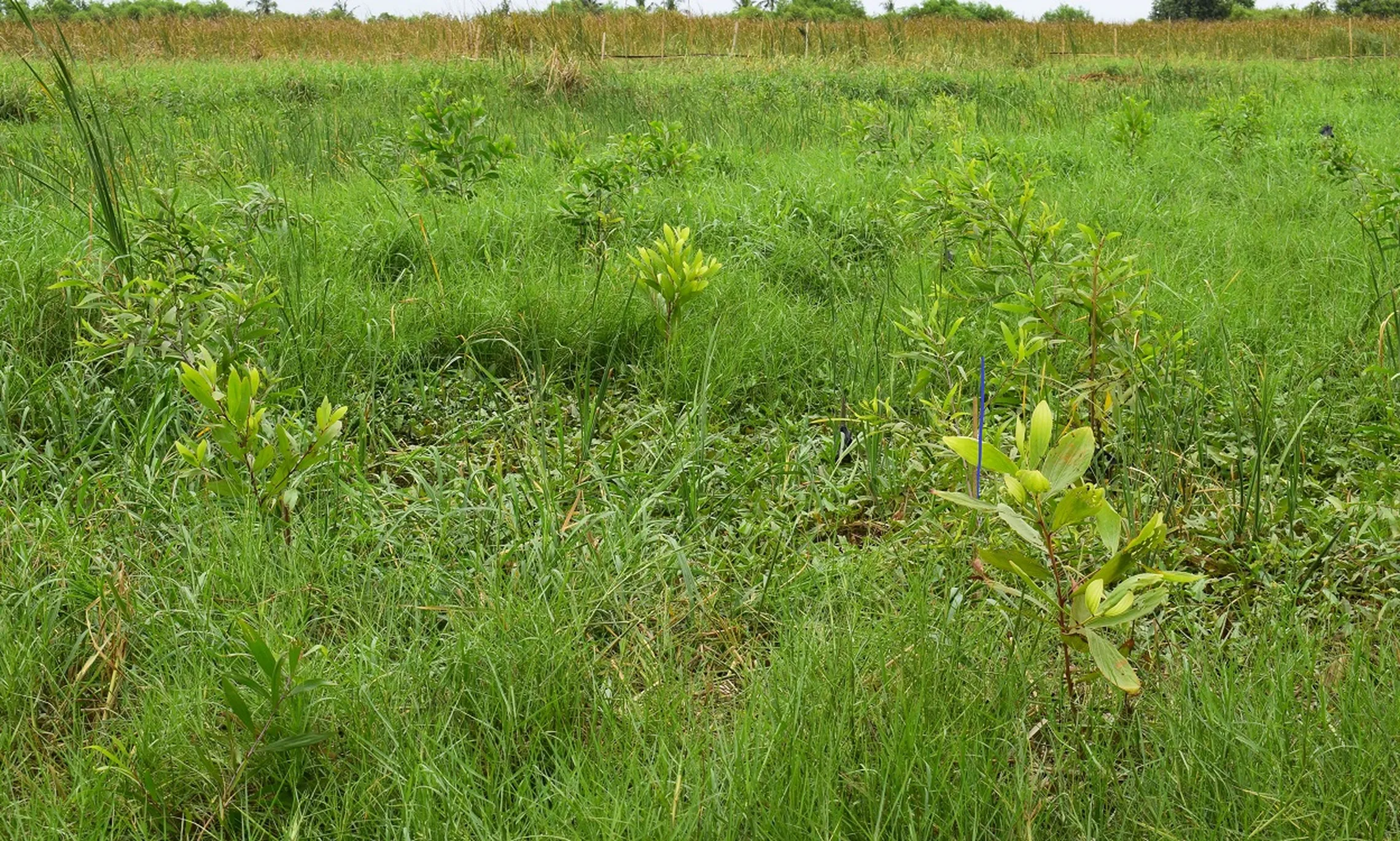 Mangrove restoration for a better ecosystem